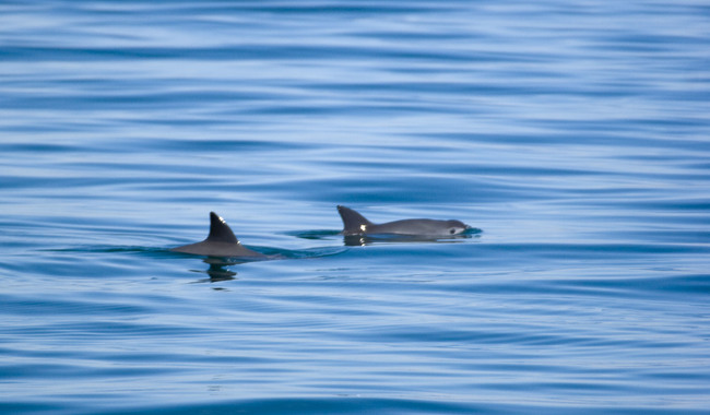 Cumple Conapesca Plan de Acción para proteger a vaquita marina y totoaba