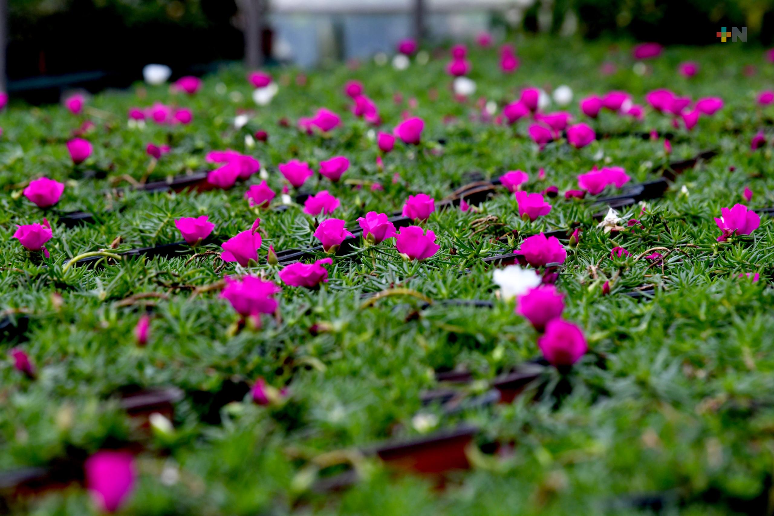 Xalapa continuará siendo la Ciudad de las Flores: Alberto Islas
