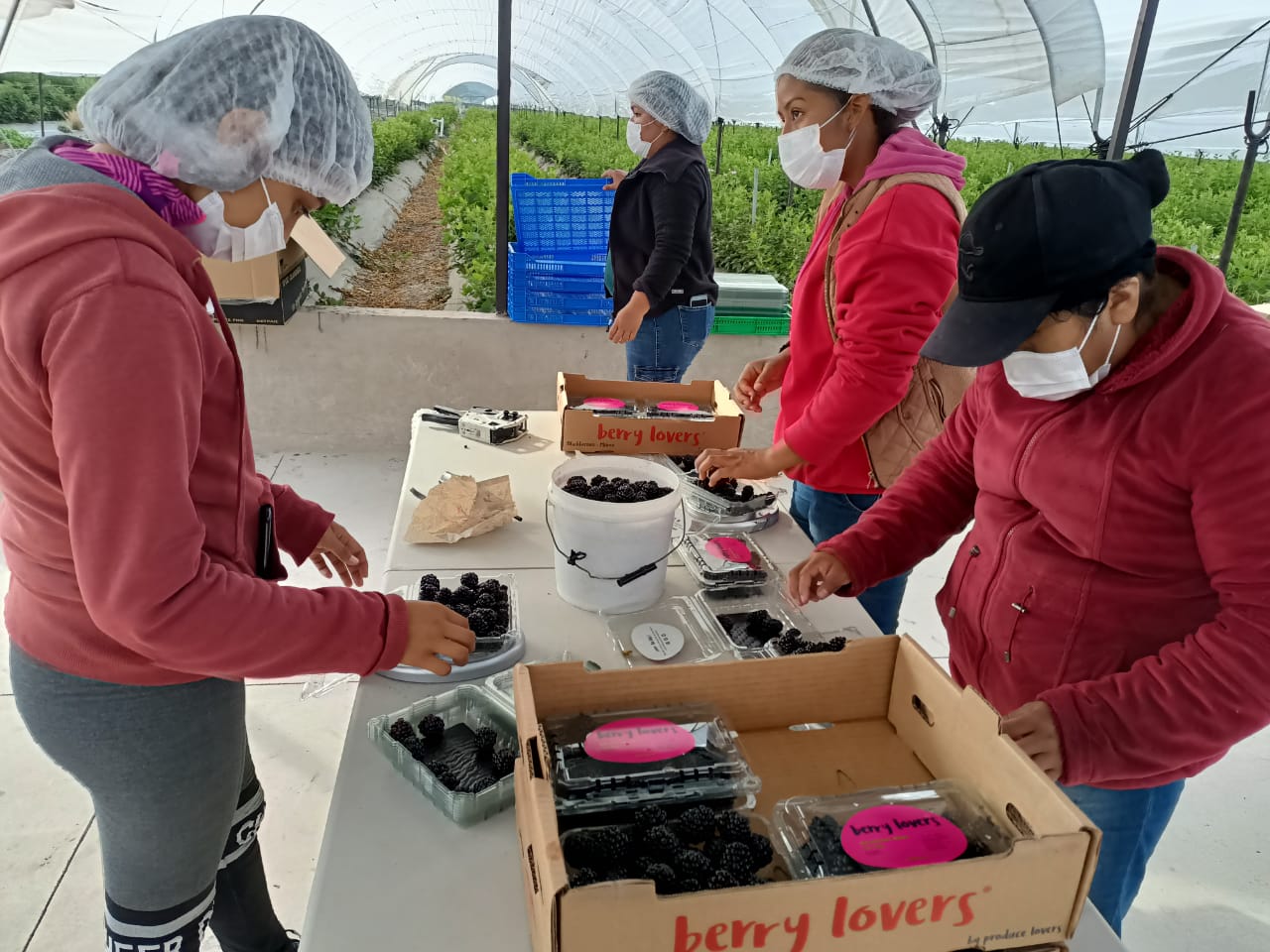 Veracruz fortalece la movilidad laboral agrícola hacia Estados Unidos