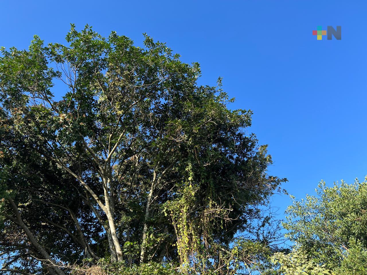 Disminución de nublados por la mañana con aumento gradual por la tarde noche