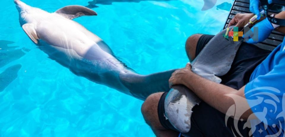 Entrenamiento cooperativo para monitoreo de salud de delfines en Aquarium Veracruz
