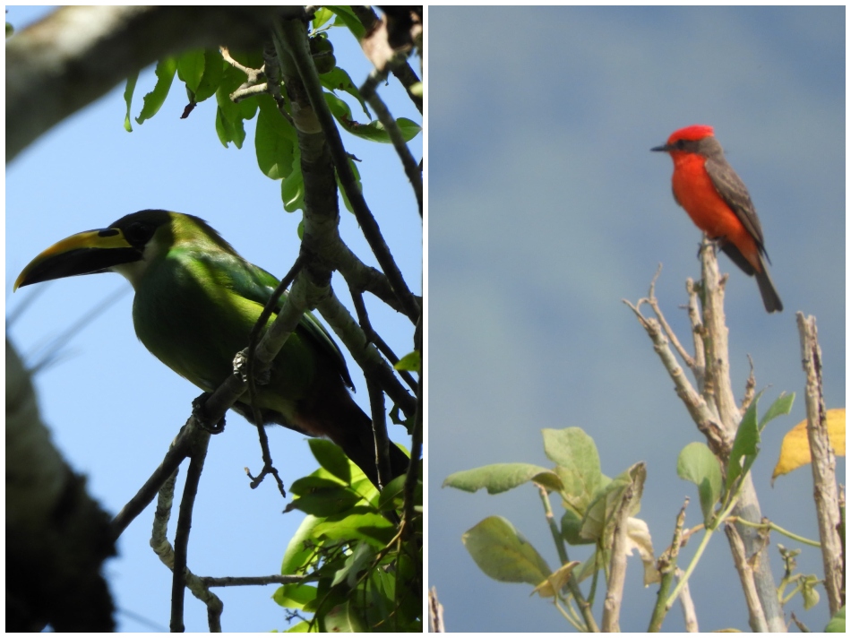 Programa de Aves Urbanas en Córdoba monitorean aves en la laguna de Porvenir