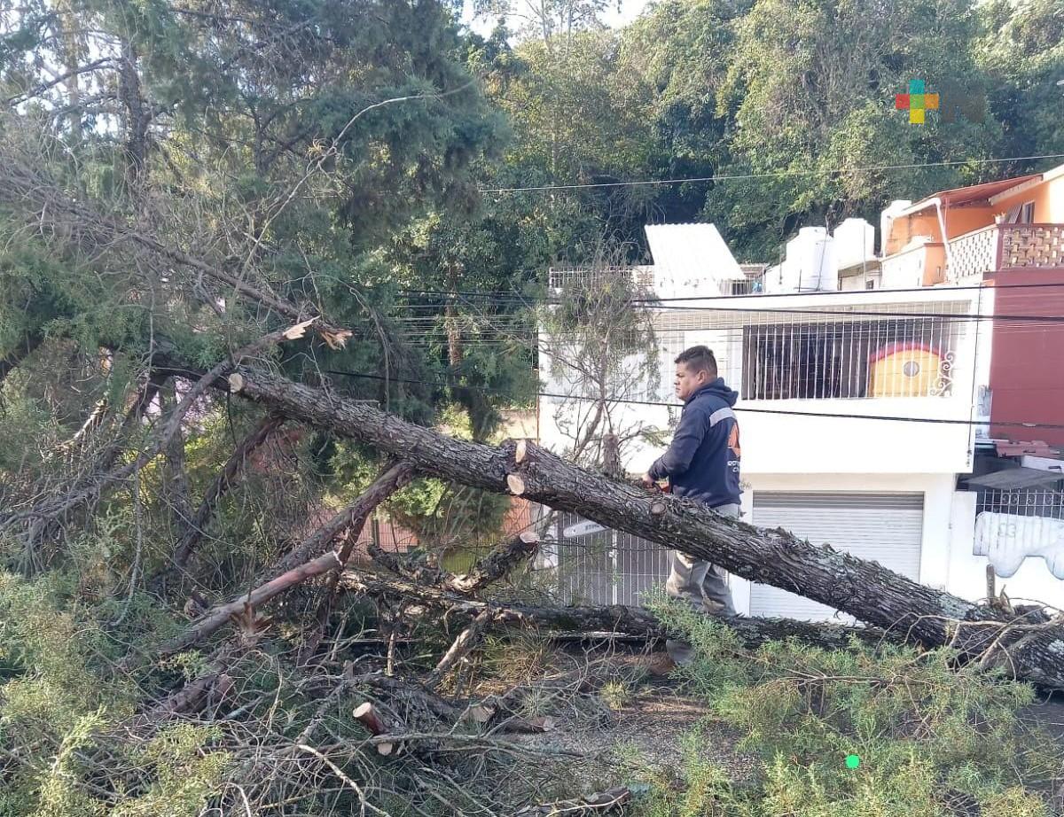 Rachas de viento provocan caída de algunos árboles y ramas en Xalapa