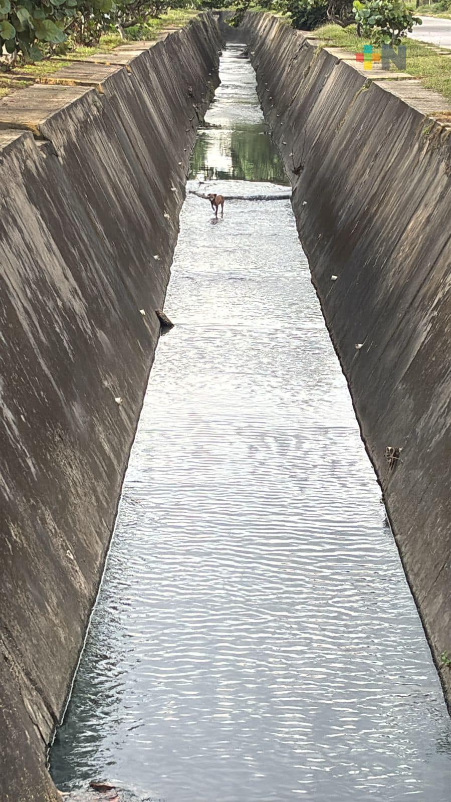 Una perrita criolla fue rescatada de un canal pluvial a cielo abierto de Coatzacoalcos