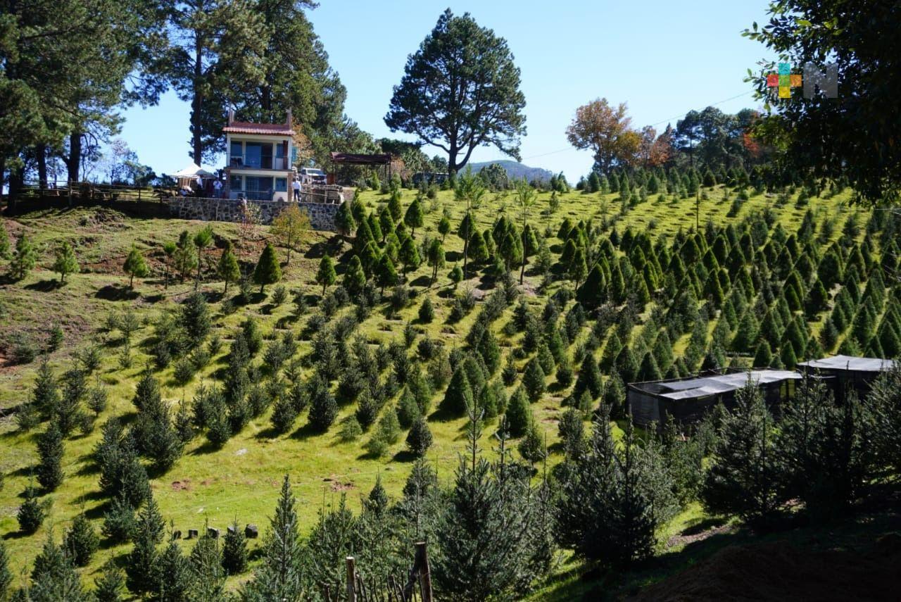 Corta Legal, campaña que fomenta la compra responsable de árboles de Navidad