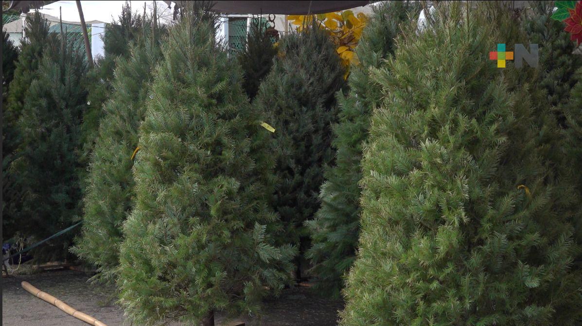 Sigue la venta de arbolitos a unos días de Navidad