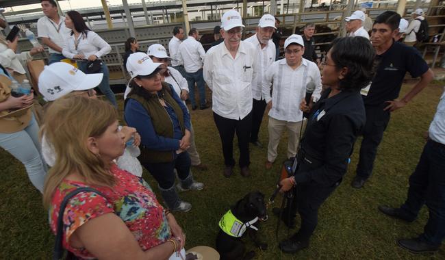 Agricultura inspecciona de manera diario tres mil cabezas de ganado para prevenir el gusano barrenador