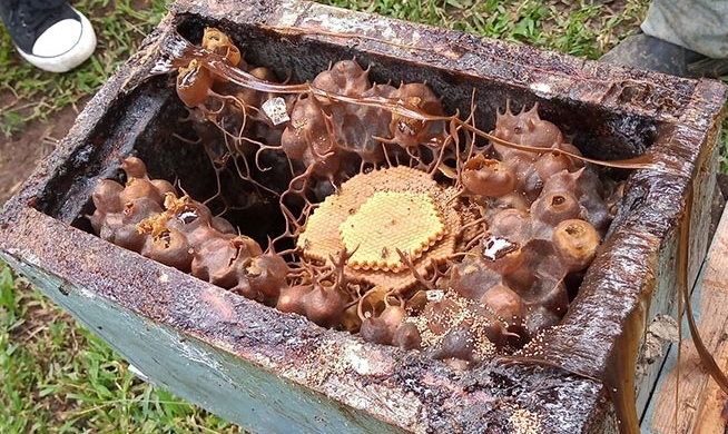 Extracto del propóleo de abeja del Totonocapan, óptimo para la salud