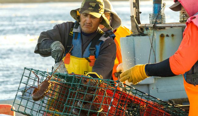 Inicia veda temporal de especies de pulpo y almeja generosa en enero