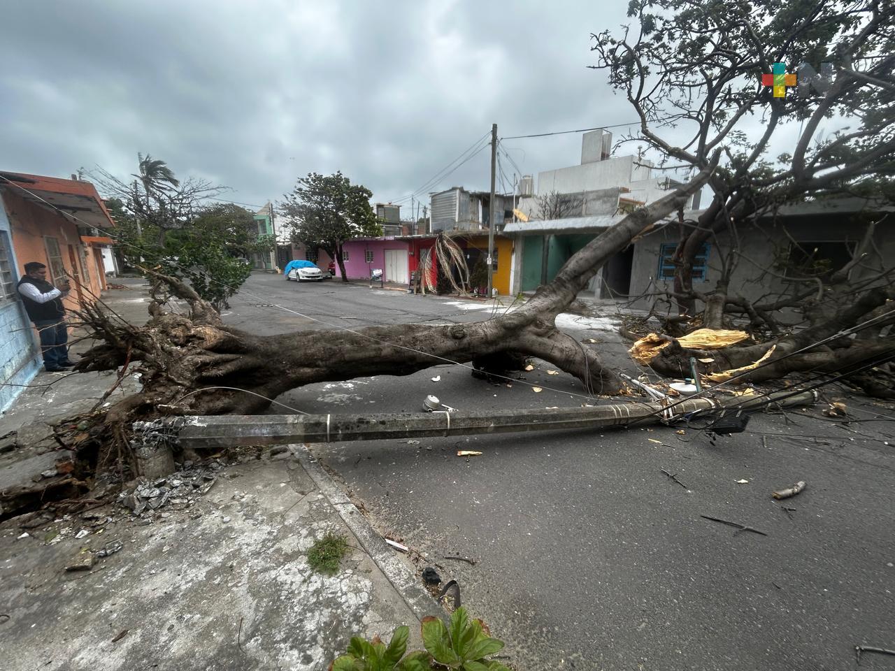Rachas de viento de 120 km/h provocan caída de árboles y postes en Veracruz y Boca del Río