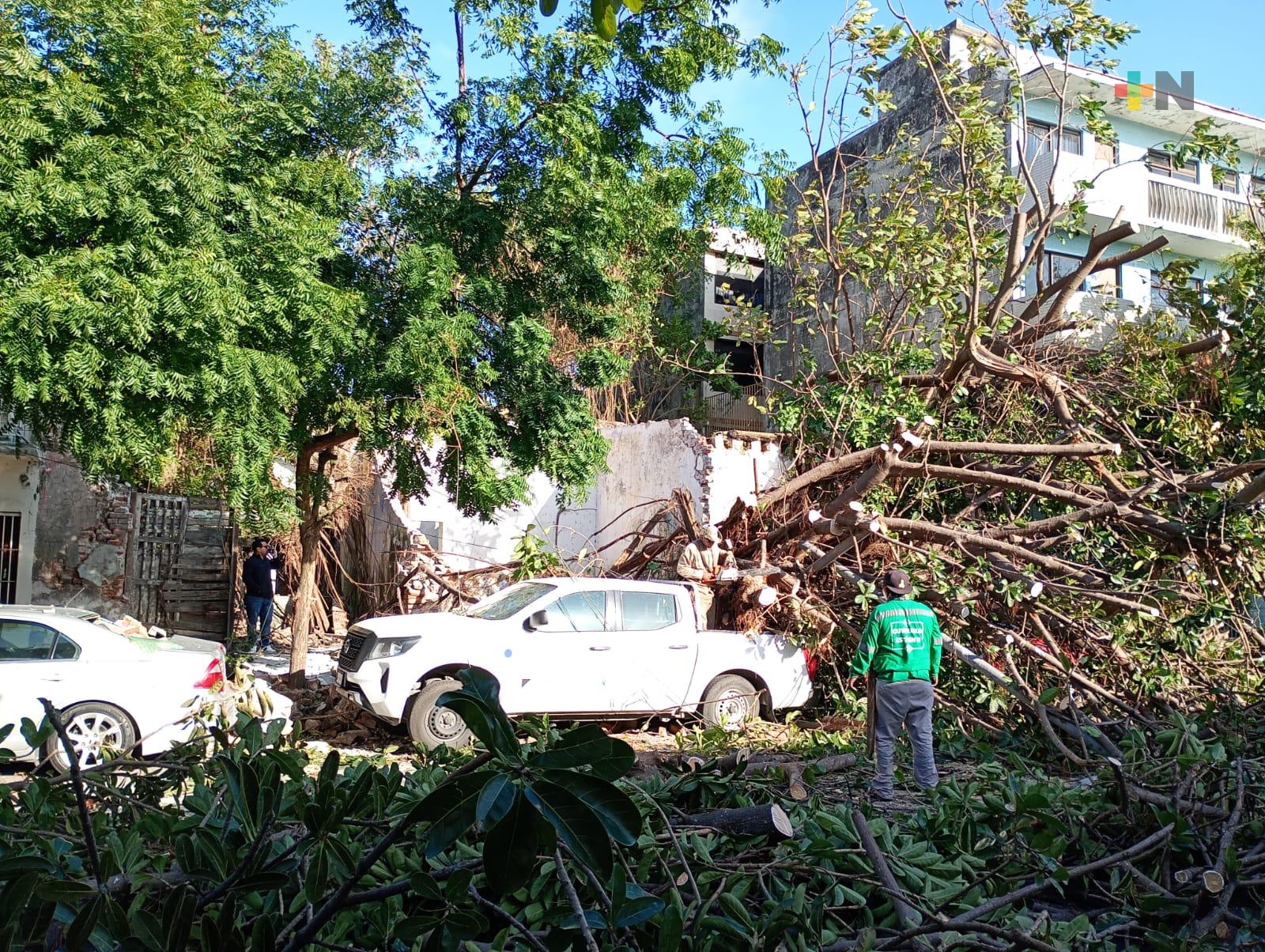 Caída de árbol por fuertes vientos aplasta autos en Veracruz puerto