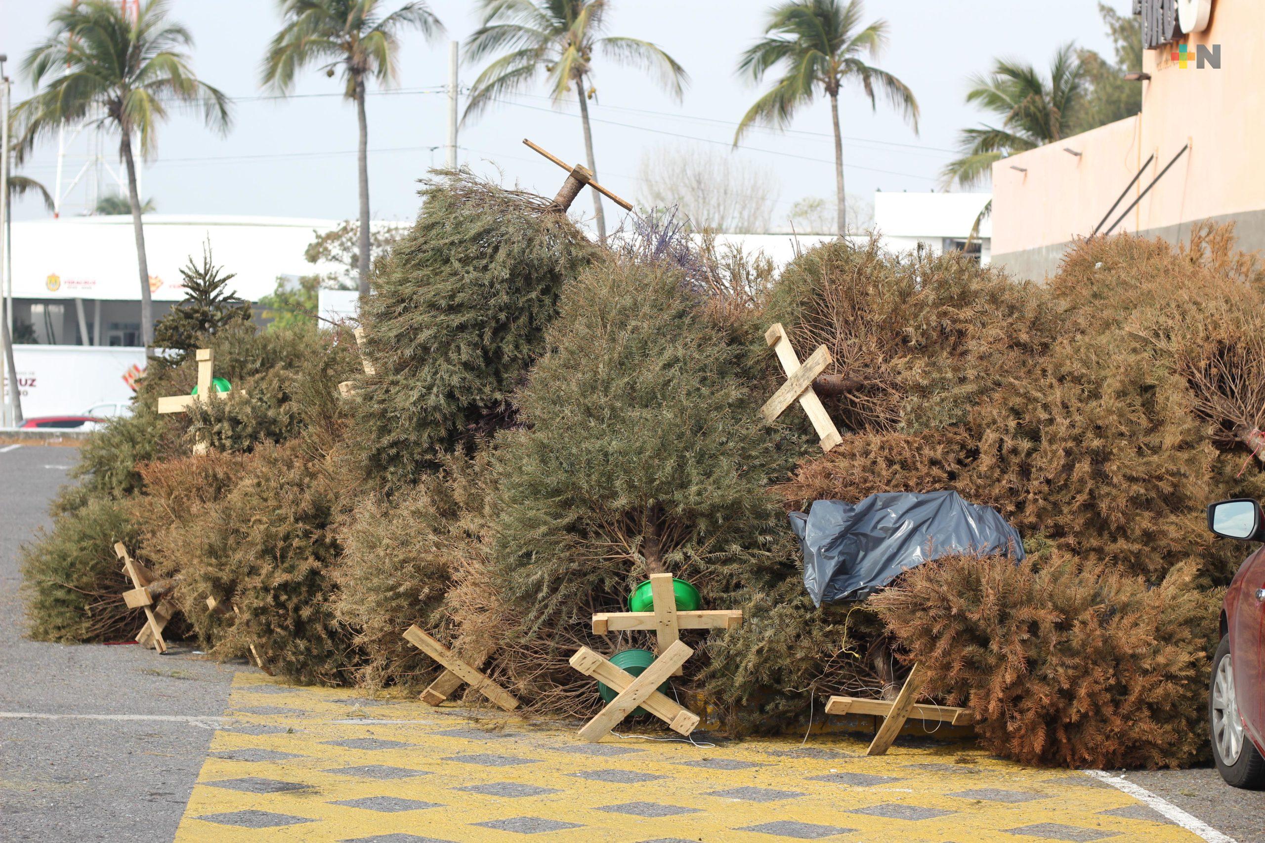 Reiteran a ciudadanía llevar árboles navideños a centros de acopio en Veracruz puerto