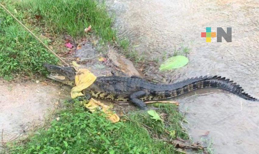Vientos que acompañan a frente frío han producido lesiones a animales atendidos por PC