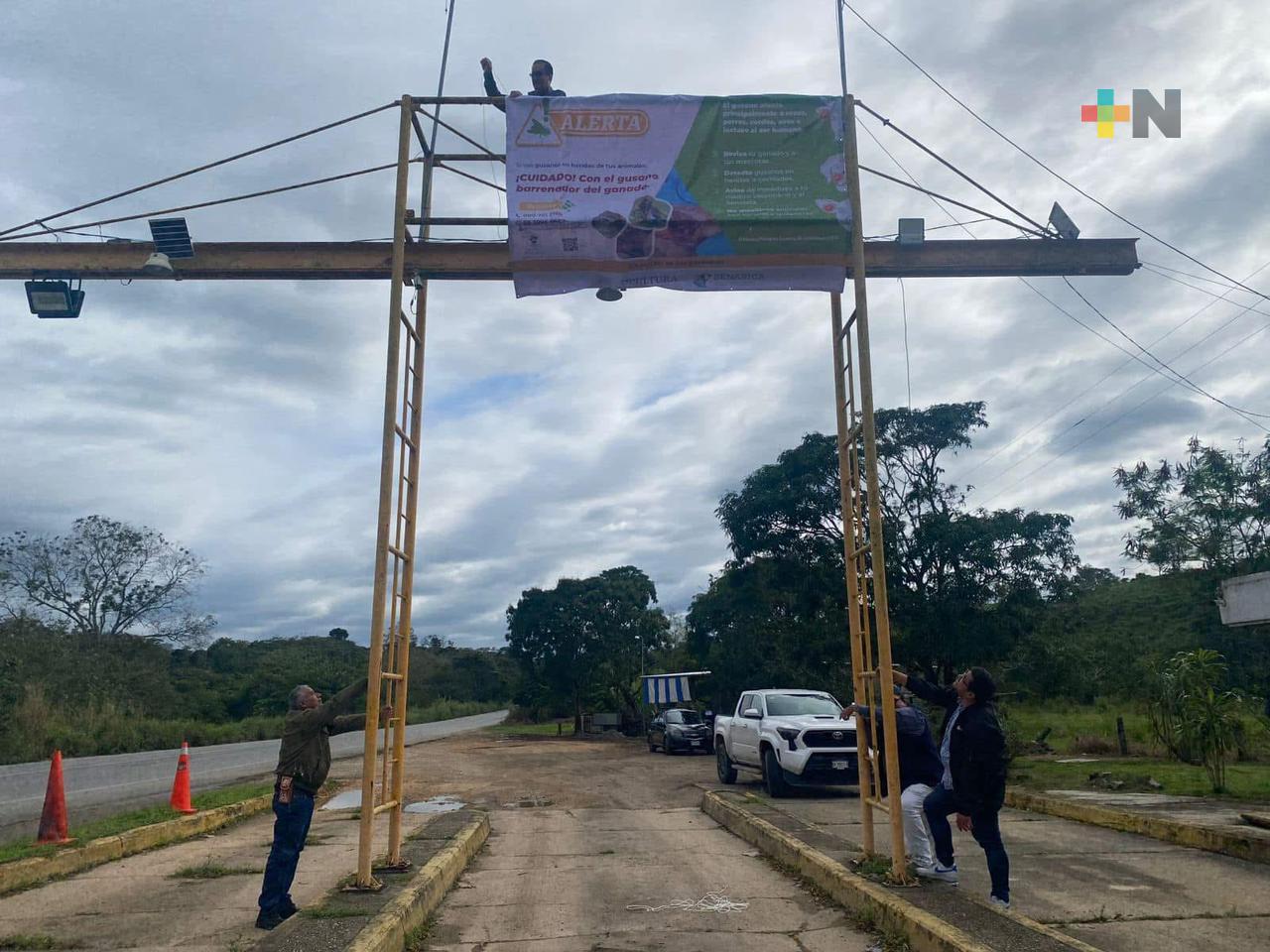 Inspección contra gusano barrenador busca proteger ganadería del sur de Veracruz