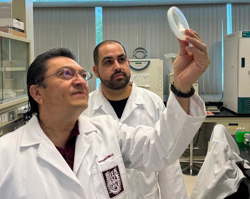 Con bacterias, IPN desarrolla combate a hongos en cultivos de maíz