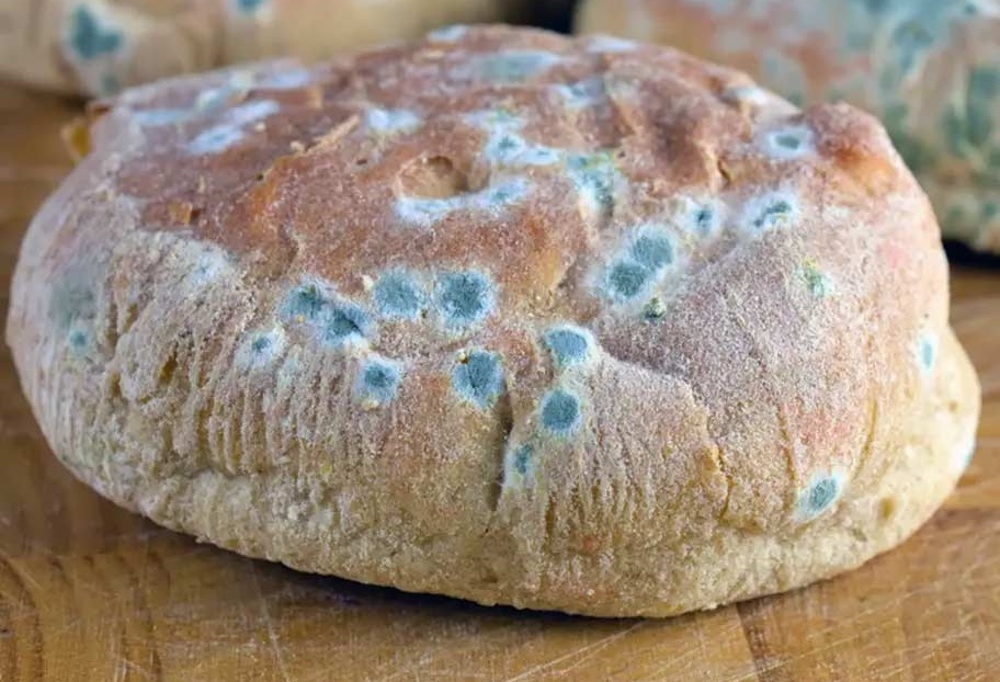 Previene especialista del IPN por consumo de alimentos con micotoxinas