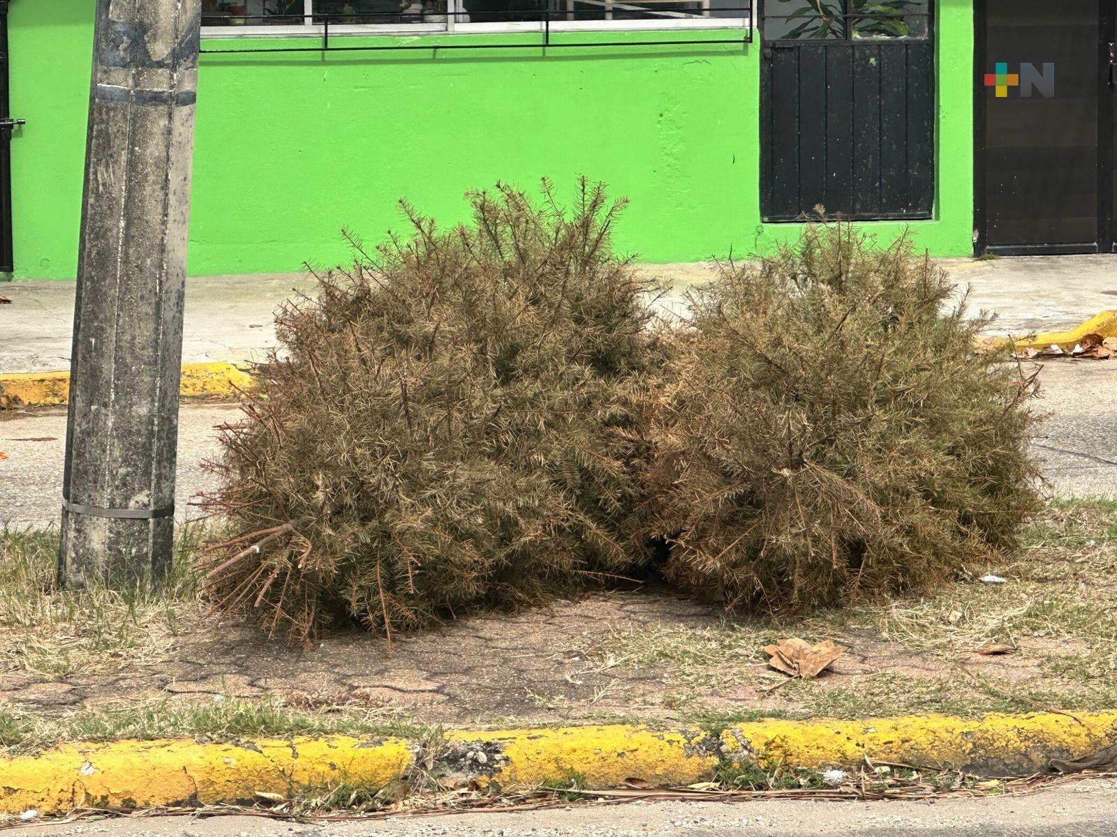 Ciudadanos de Coatzacoalcos dejan pinos de Navidad en camellones del municipio