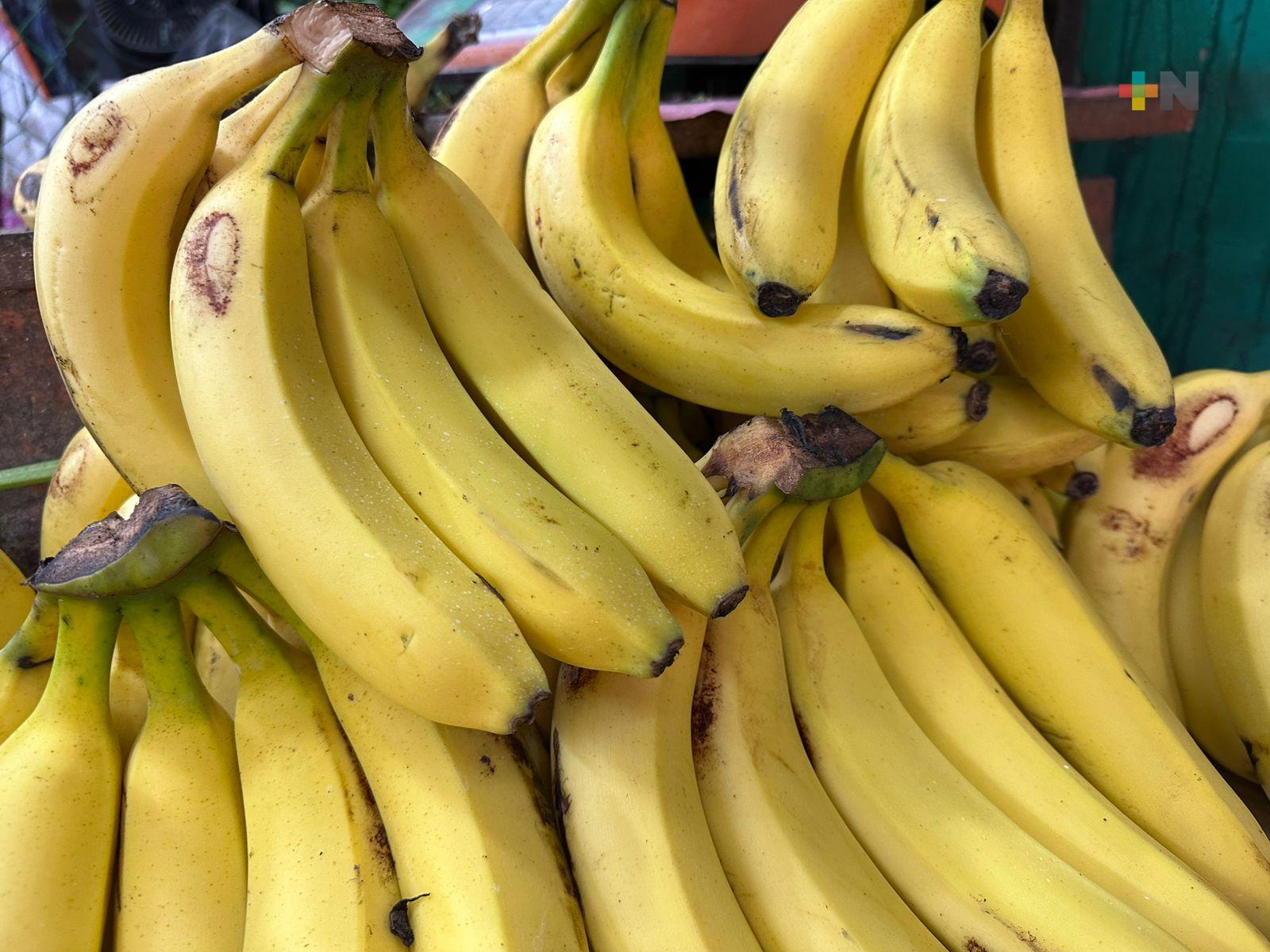 Buscan proteger de enfermedades al plátano veracruzano