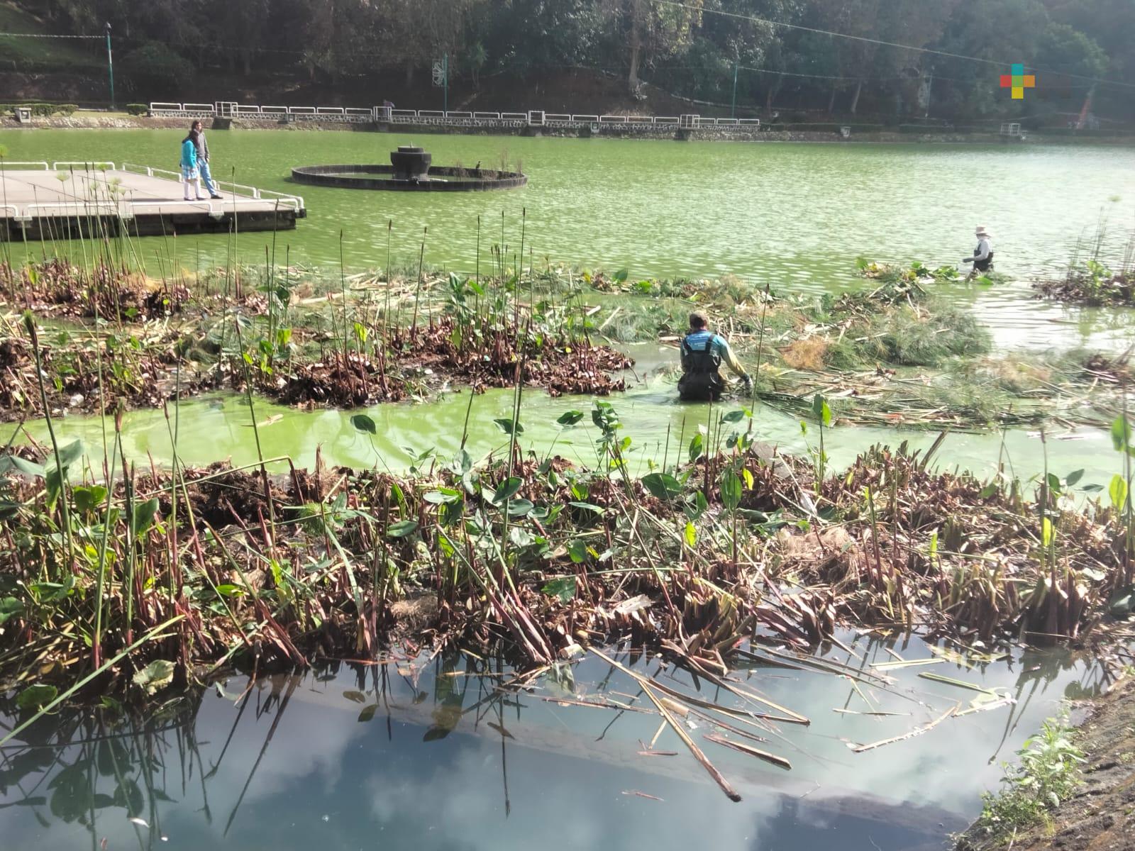 Humedal flotante de Paseo de Los Lagos en Xalapa evitó mayor contaminación: Inecol