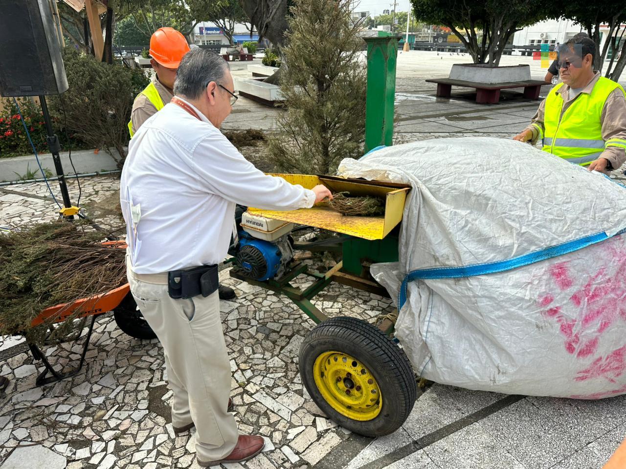 Se espera reciclar mil 500 árboles de Navidad en Coatzacoalcos
