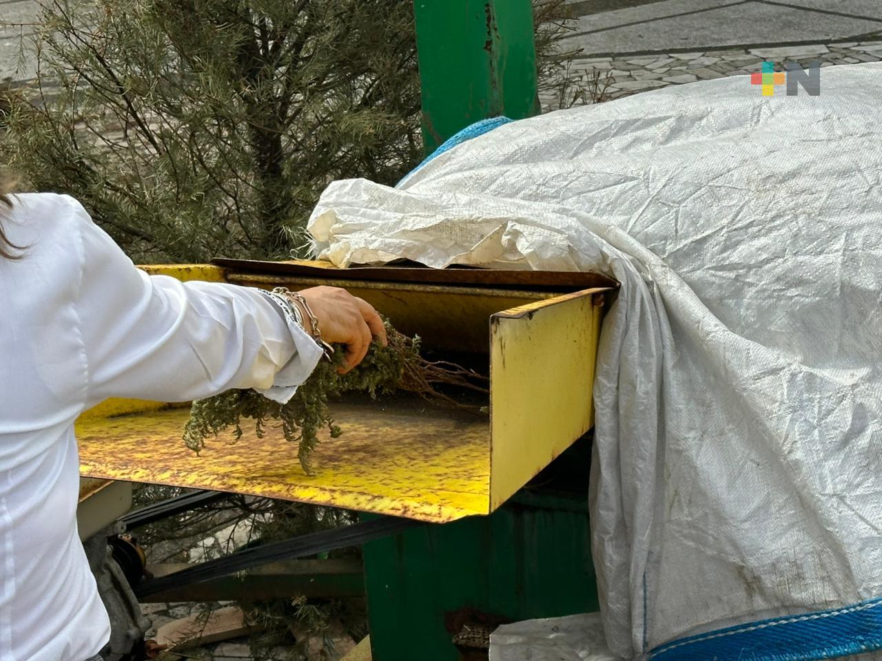 Pinos de Navidad reciclados se usan para composta que beneficia áreas verdes