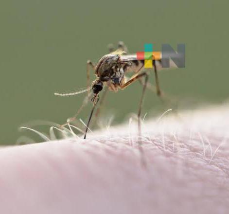 Recomendaciones, si hay síntomas de dengue