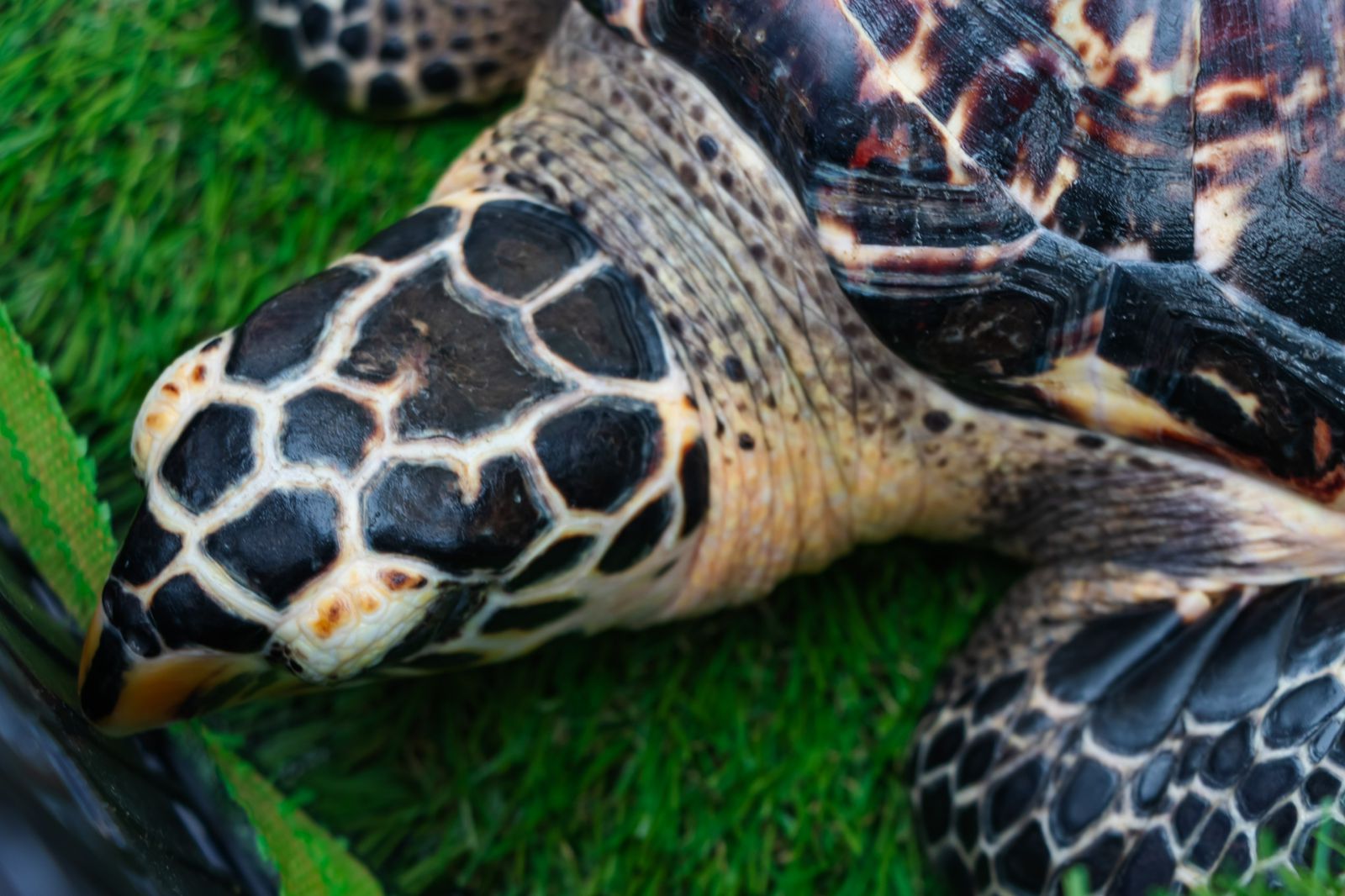 Aquarium y Profepa liberan tres tortugas marinas