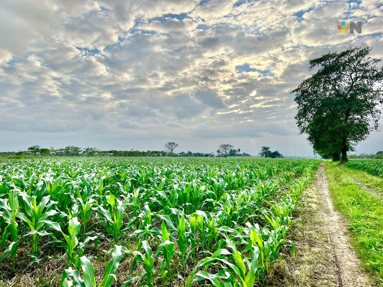Más de 10 mil hectáreas de cultivo de maíz tradicional en el municipio de Isla