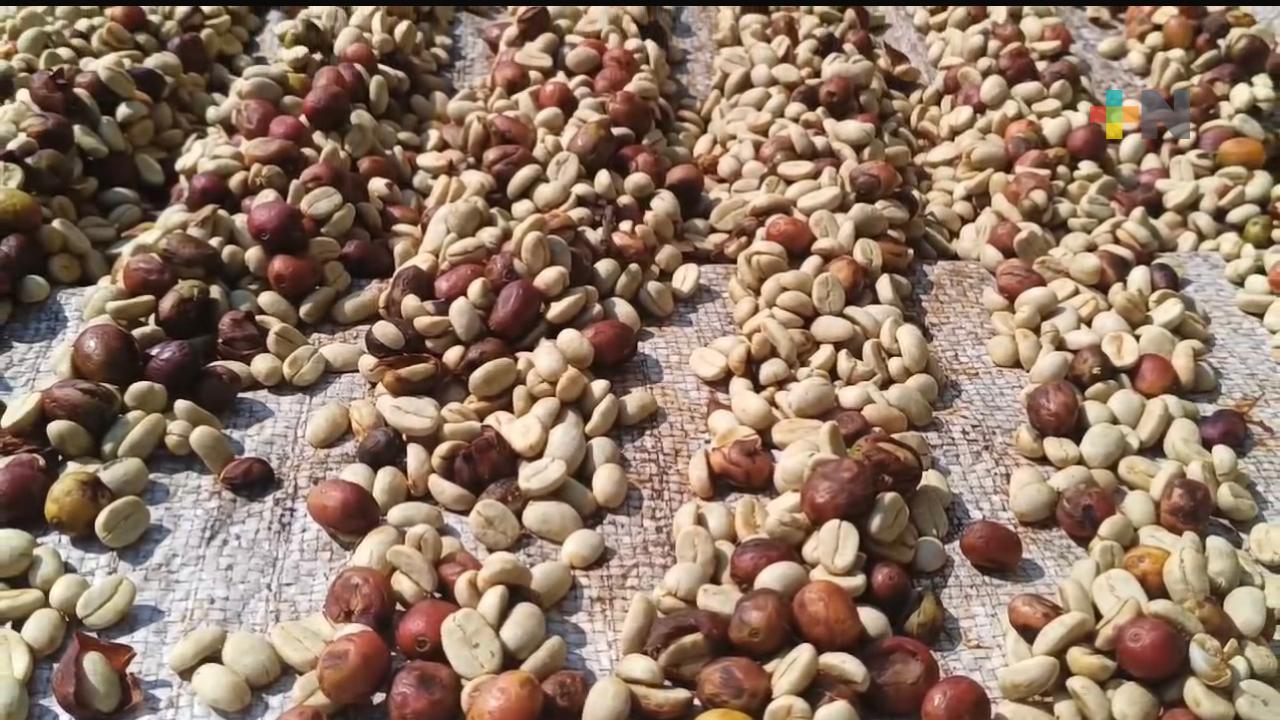 Productores cafetaleros esperan recuperarse económicamente