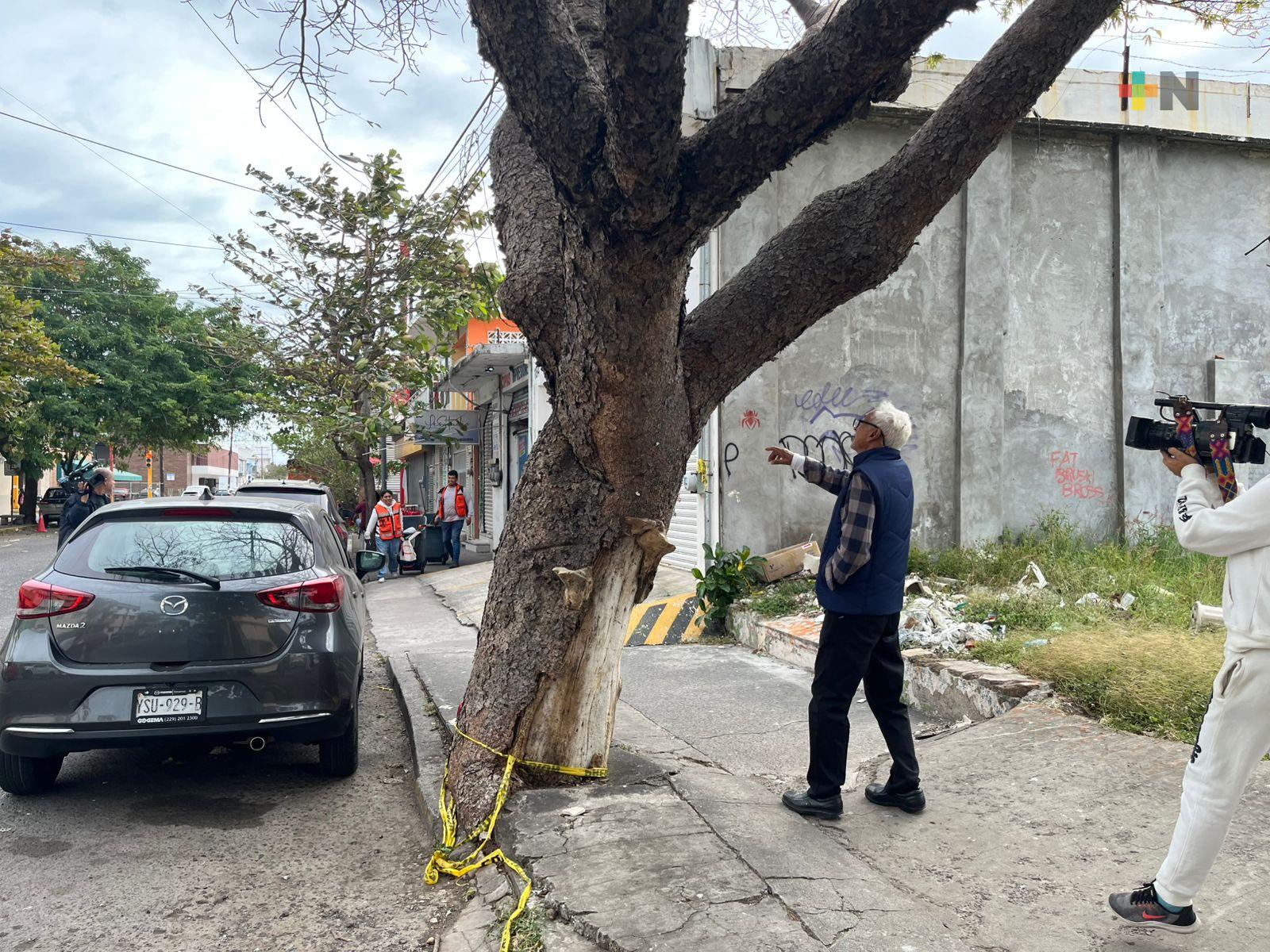 Reportan árbol en mal estado a punto de caerse en Veracruz puerto