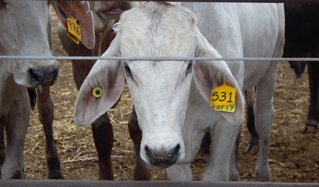 Actualiza Agricultura regulación para la Campaña Nacional contra la tuberculosis bovina