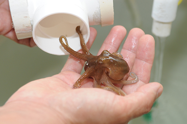 Pulpos buscan aguas más profundas ante el calentamiento de los océanos