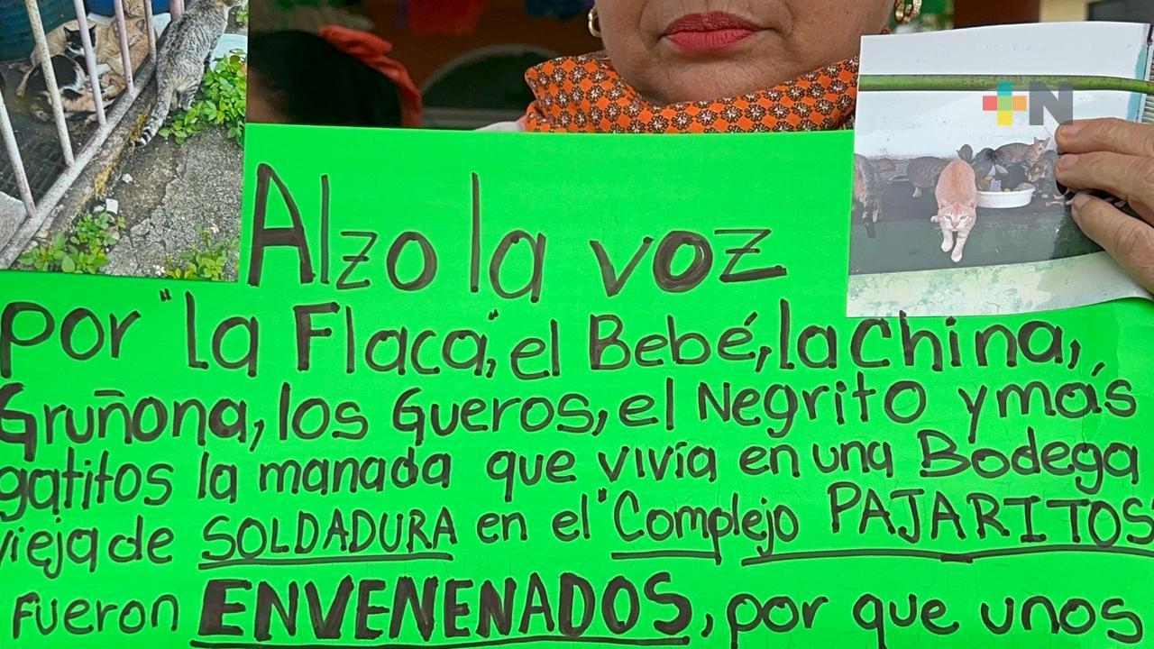 Activista denuncia envenenamiento de gatos en terminal Pajaritos