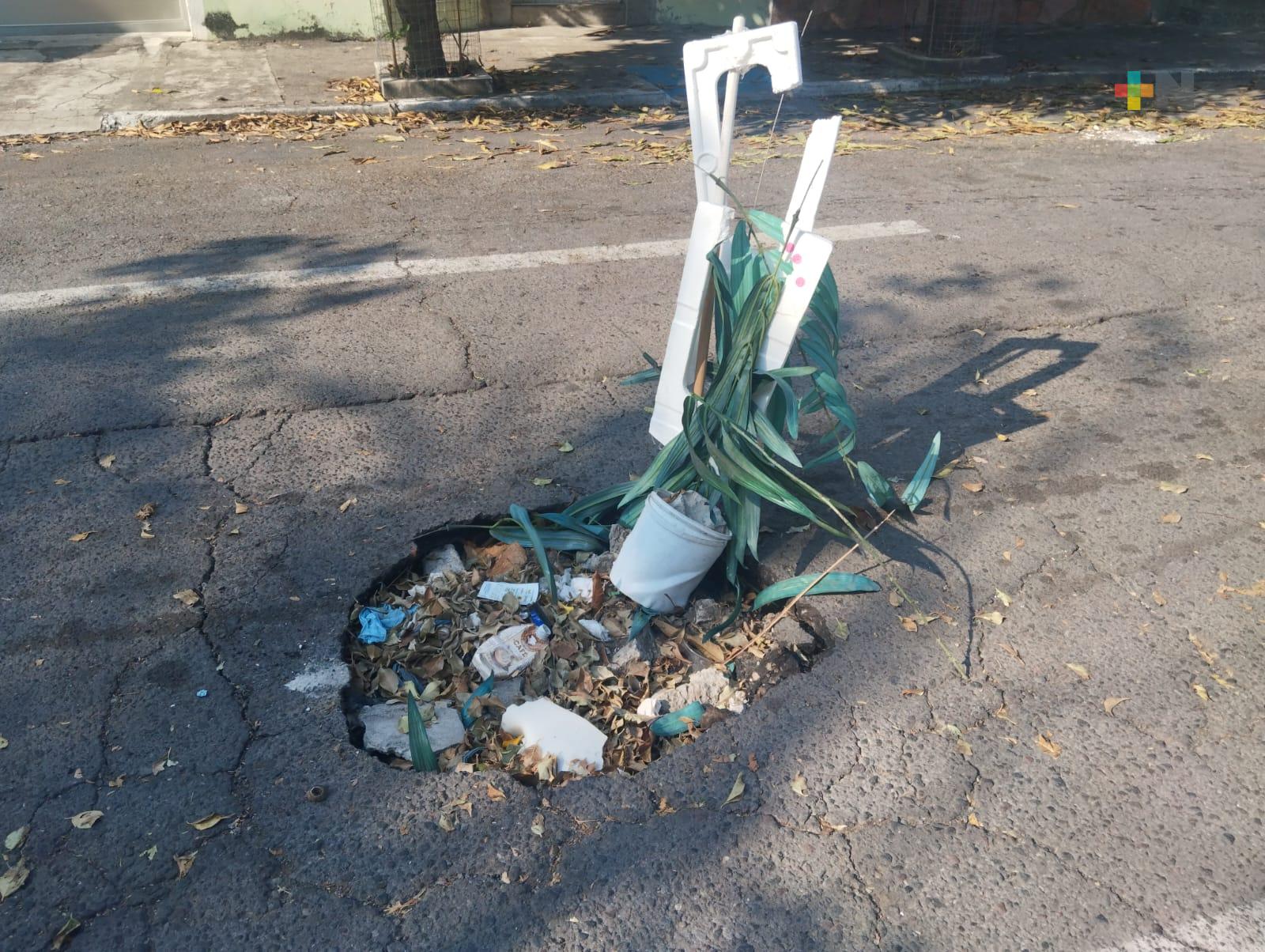 Hasta maceta colocan en un gran bache sin atender en calle de Veracruz puerto