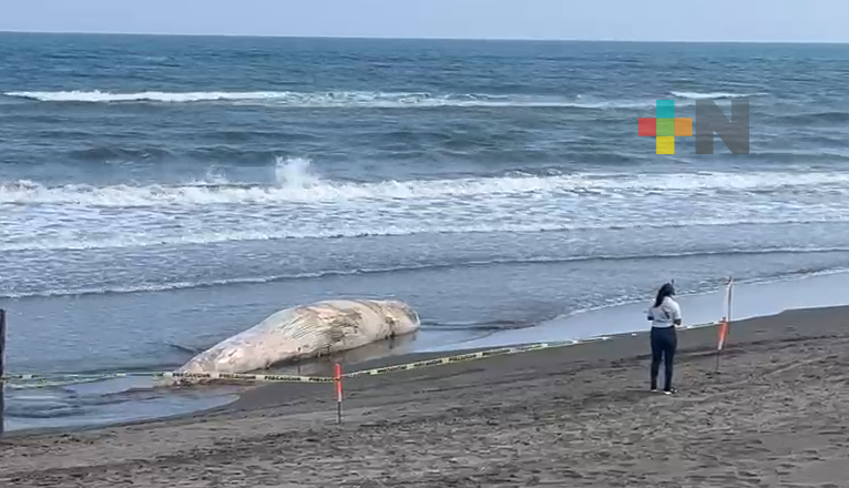 Se aplican protocolos sanitarios por ballena muerta en playas de Nautla