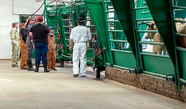 Cruza primer lote de ganado bovino a EUA desde San Jerónimo, Chihuahua