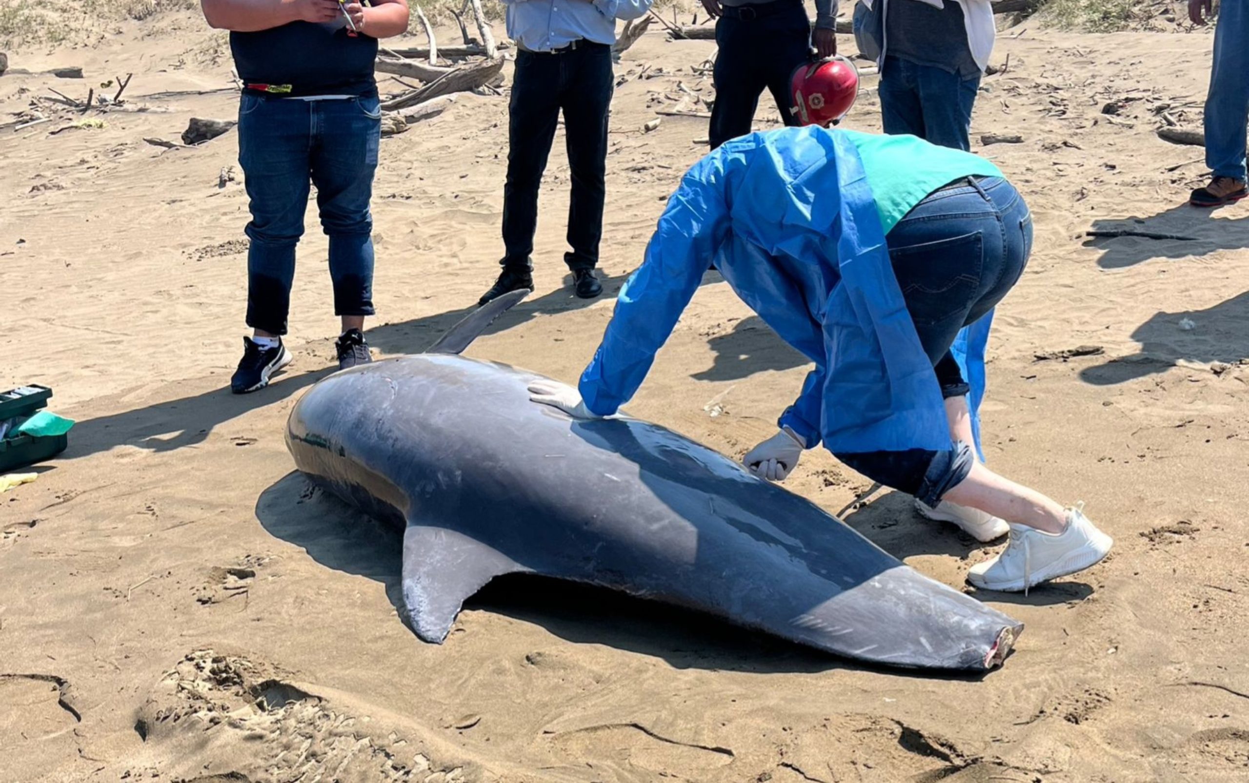 Semarnat exhorta a población a respetar fauna marina