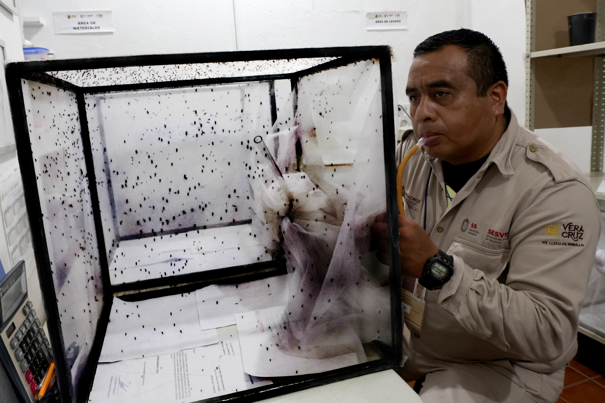 Gobierno del Estado intensifica medidas contra el mosquito trasmisor del dengue