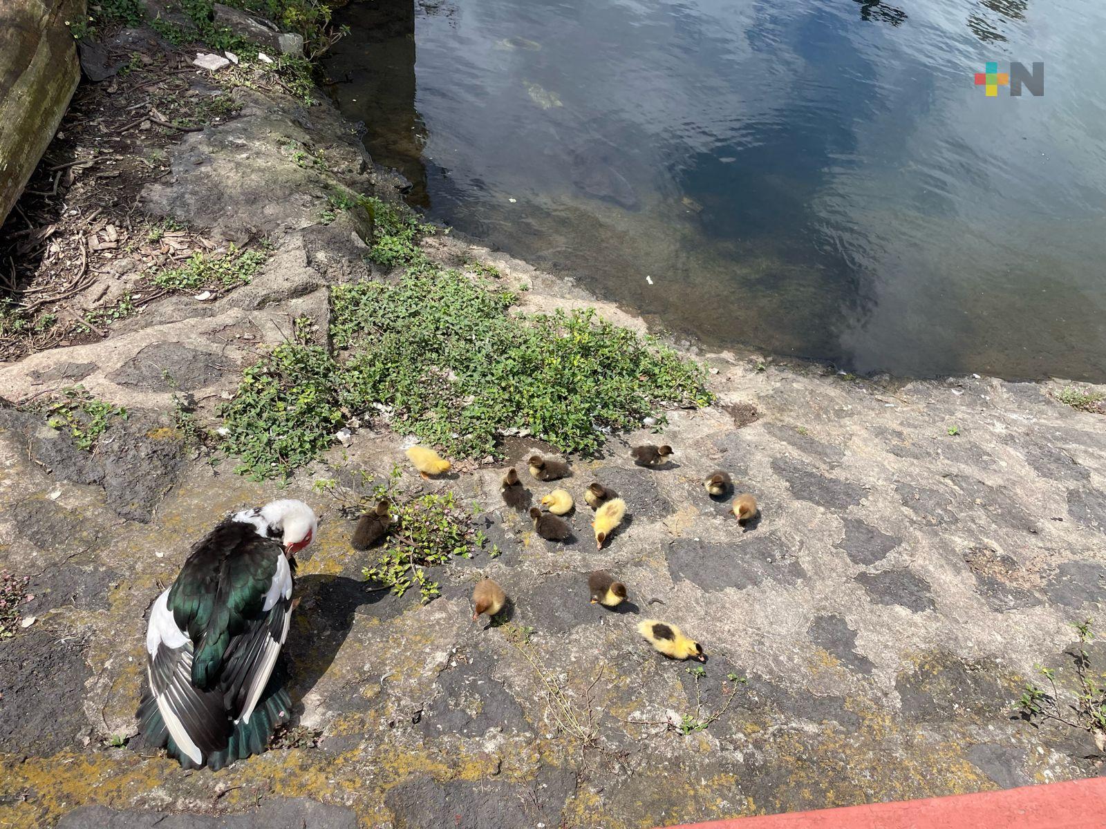 Nacimiento de patos en Lago de las Ánimas causa interés de ciudadanía