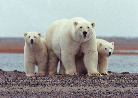 Se celebra el Día Internacional del Oso Polar