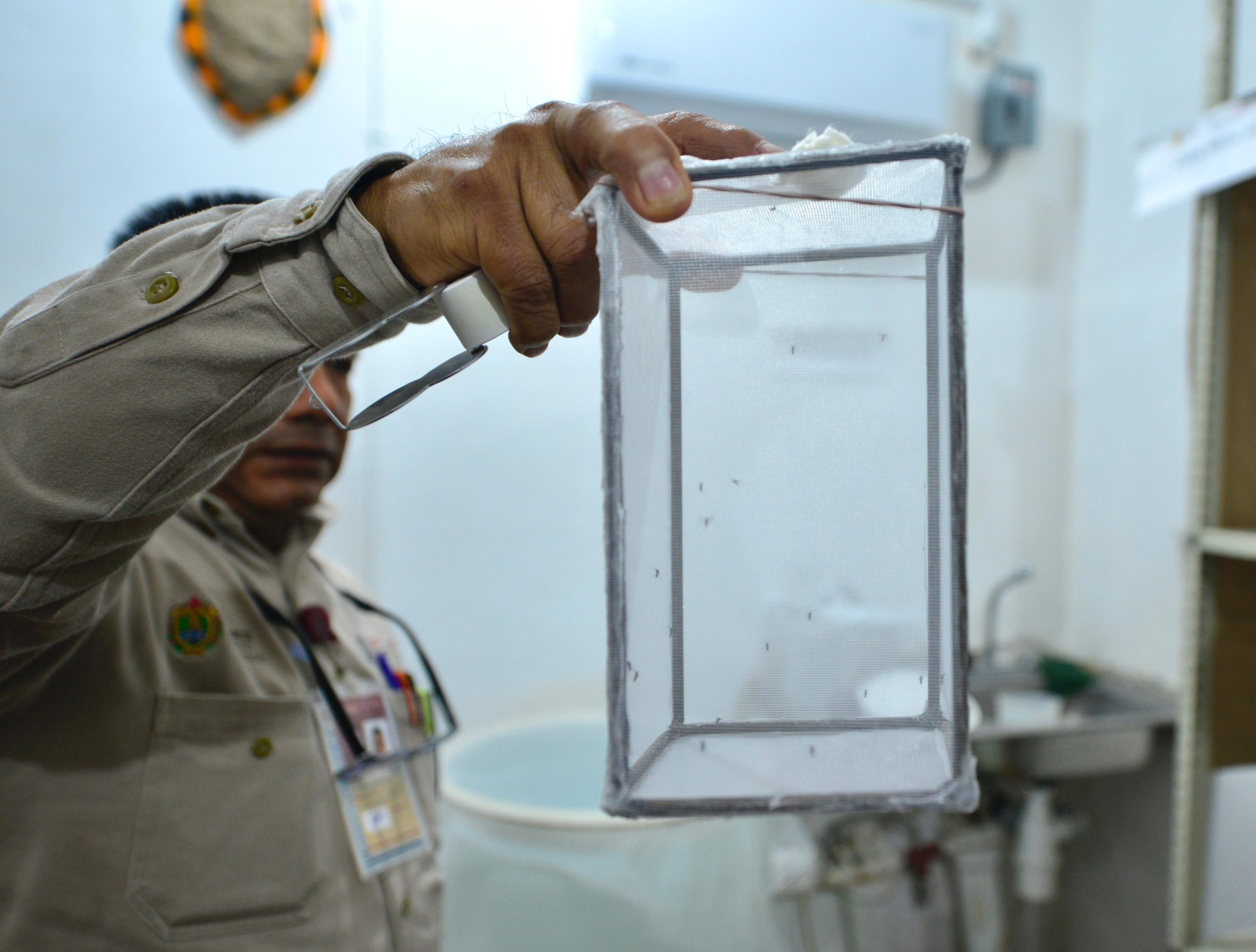 Prueban eficacia de insecticidas contra mosquito transmisor del dengue