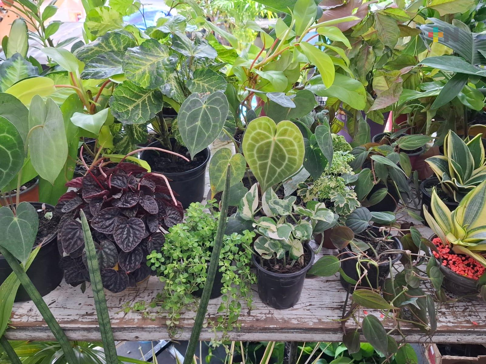 Con lluvias se reproducen plagas en plantas, recomiendan métodos naturales para eliminarlas