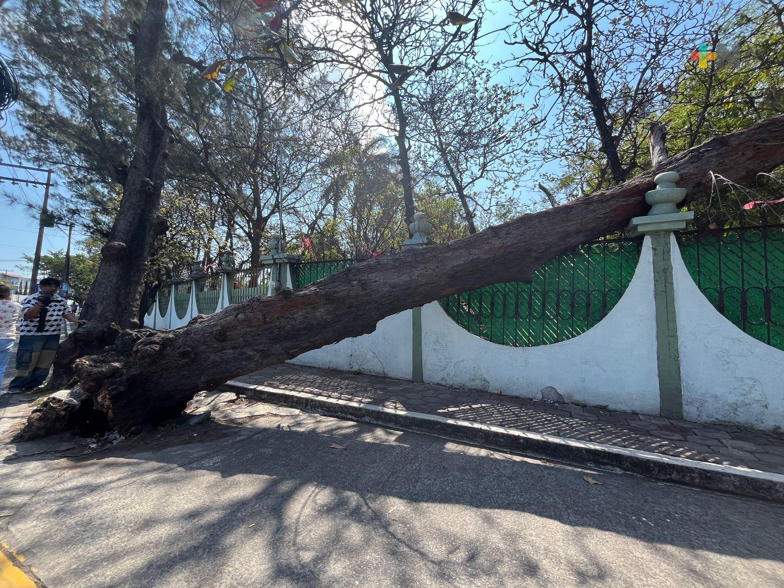 Ciudadanos ven riesgo en árbol caído por frente frío 24