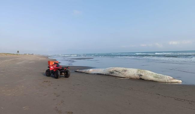 Profepa y autoridades sepultan ballena en playa de Nautla