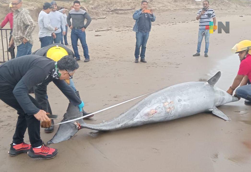 Hallan delfín muerto de casi tres metros en playa de Coatzacoalcos