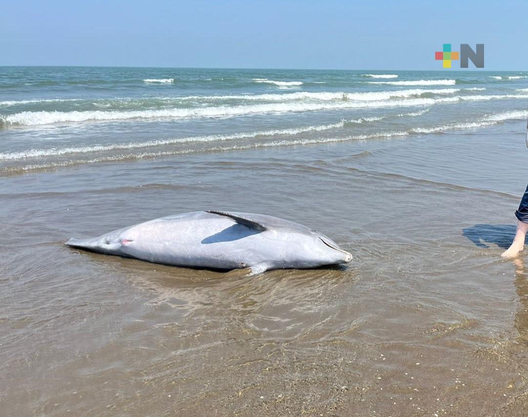 Halla delfín muerto en playa de Coatzacoalcos; el tercero en el sur de Veracruz