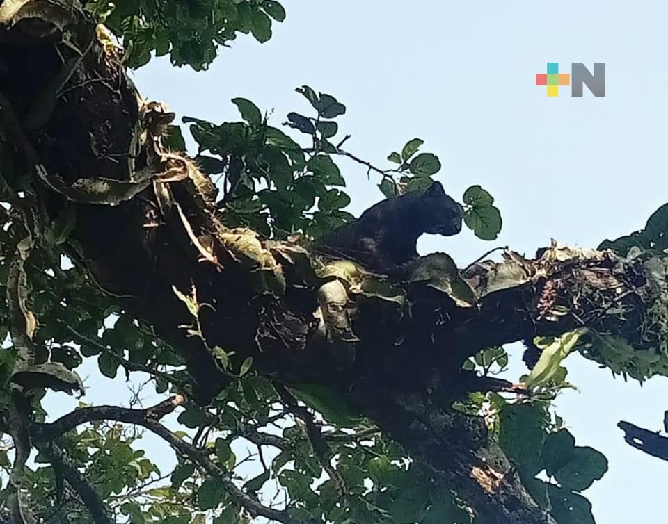 Presencia de jaguarundi causa temor en Cosoleacaque