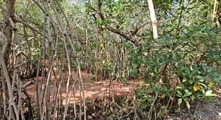 Habrá jornadas de limpieza para rescatar humedales en Veracruz