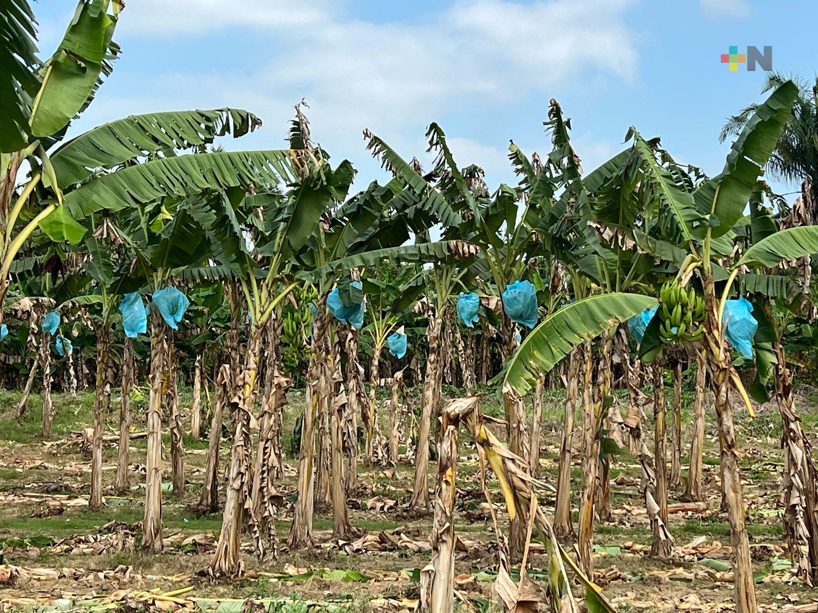 En la cuenca del Papaloapan productores de plátano esperan apoyo en fertilizante