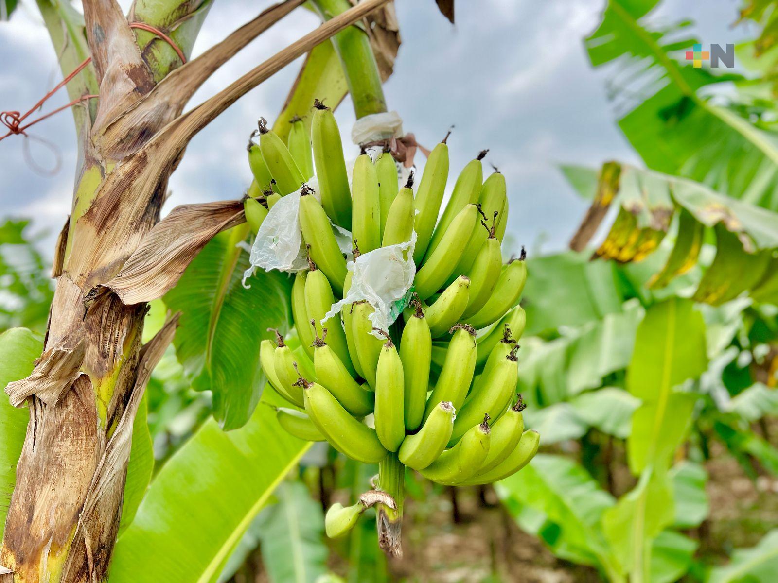 Agricultura reforzó acciones para evitar enfermedad en cultivos de plátano